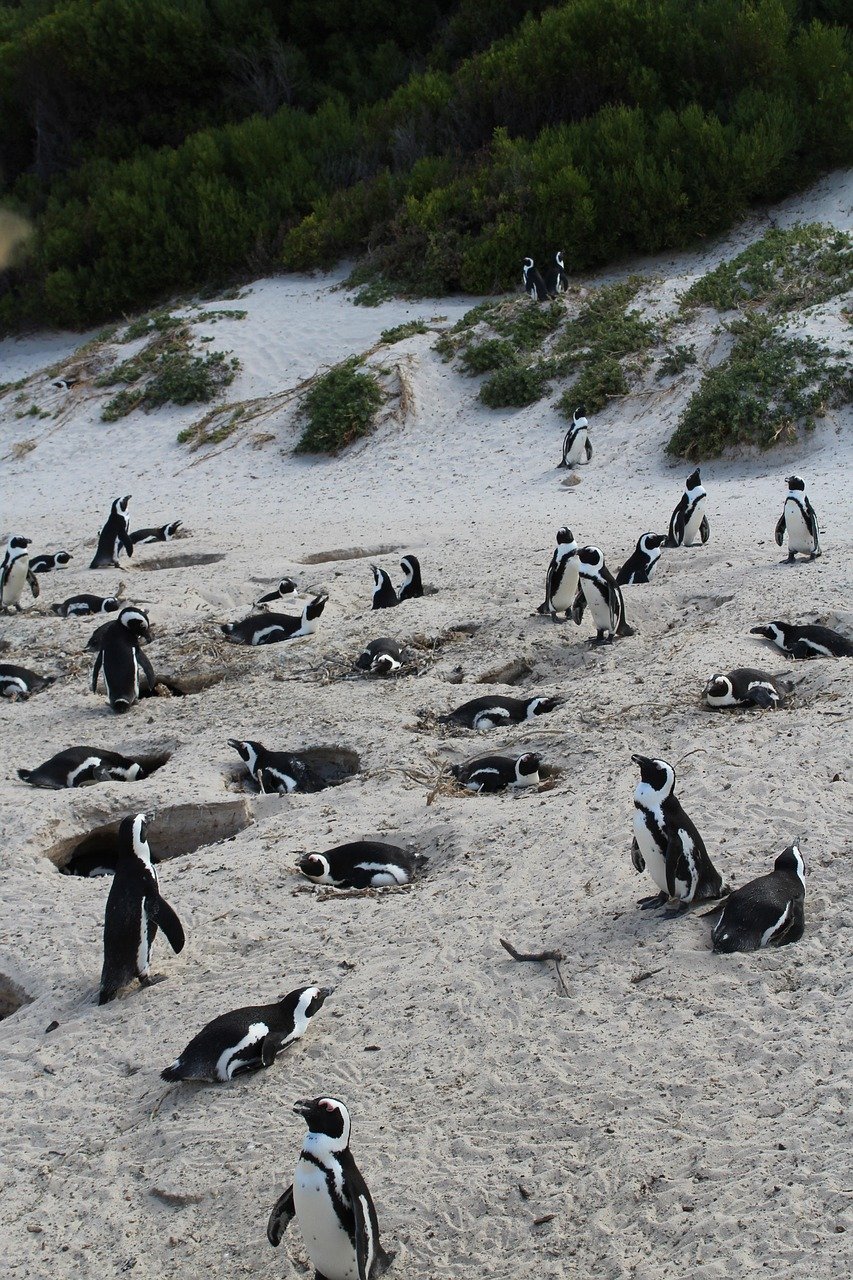south áfrica, cape town, penguin, beach, cape, africa, nature, animal, boulders, sand, cute, travel, vacation