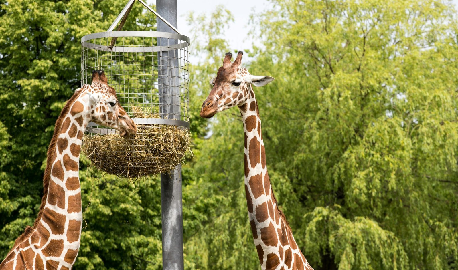 Two giraffes eating from a raised feeding basket surrounded by lush greenery outdoors.